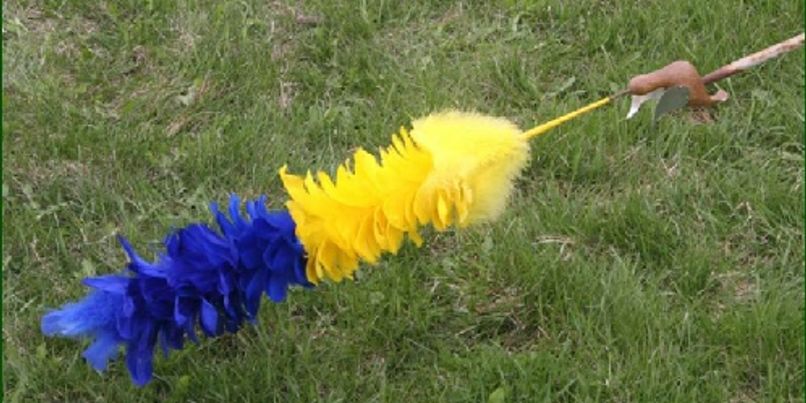 The blue and yellow feathered King Bird lying on the grass
